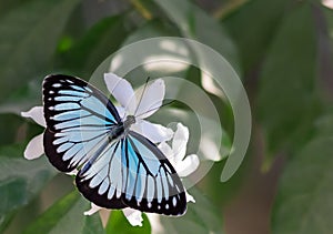 Blue tiger butterfly tirumala limniace on a white flower
