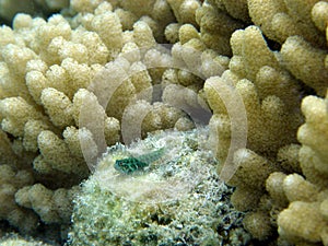 Blue Tiger Goby Keeps Lookout amongst soft corals