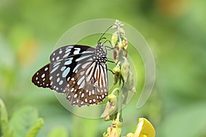 Blue Tiger Tirumala limniace drinking on plant