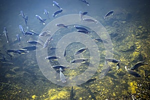 Blue Tilapia -Everglades Invasive Species photo