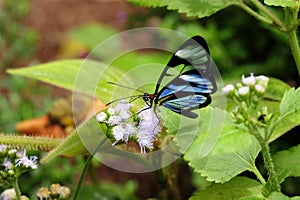 A blue-tinged Glasswinged butterfly is known for its see-through wings. photo