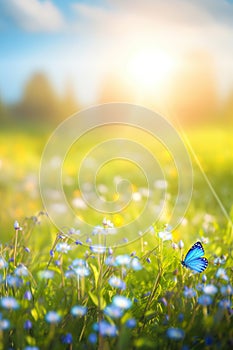 Blue tiny flowers on spring blooming meadow with flying butterflies. Banner of a fresh blooming forget-me-not in the sunshine.