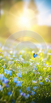 Blue tiny flowers on spring blooming meadow with flying butterflies. Banner of a fresh blooming forget-me-not in the sunshine.