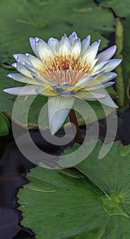 Blue Tipped White Water Lily with a Orange Center