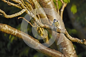 Blue Tit