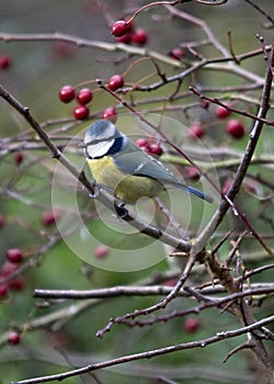 Blue Tit