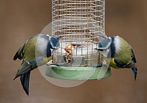 Blue Tit