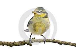 Blue Tit, 23 days old, perching on branch photo