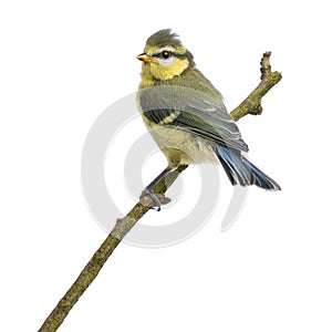 Blue Tit, 23 days old, perching on branch photo