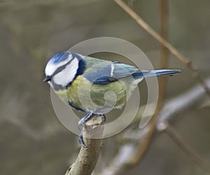 Blue Tit