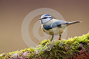 Blue Tit