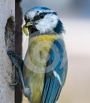 Blue tit