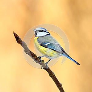 Blue tit