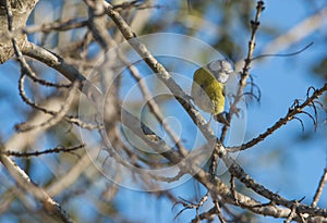 Blue Tit