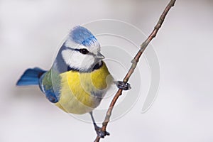 Blue tit