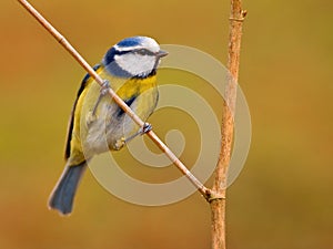 Blue tit