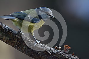 Blue tit