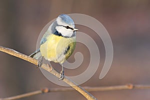 Blue tit