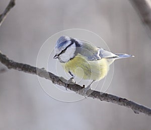 Blue tit