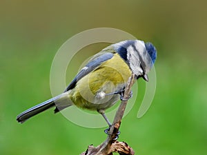 Blue tit