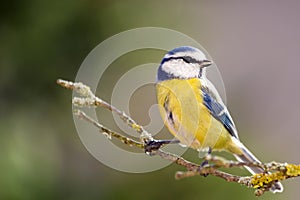 Blue tit in the Autumn Forest.