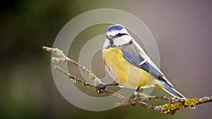 Blue tit in the Autumn Forest.