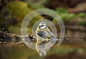 Blue tit bathing