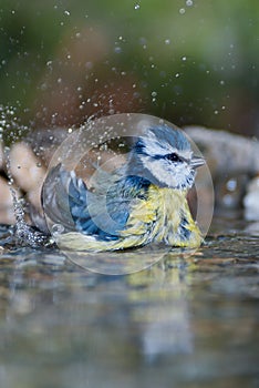 Blue tit bathing