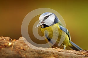 Blue tit bird