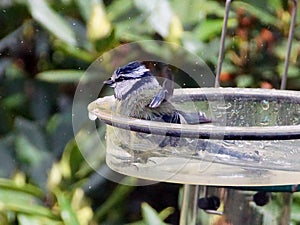 Blue tit in a bird bath