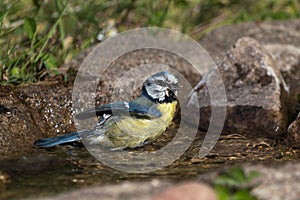 Blue tit bird in the bath