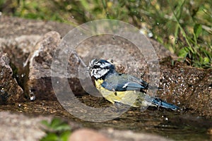 Blue tit bird in the bath