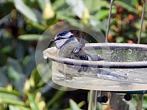 Blue tit in a bird bath photo