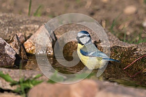 Blue tit in bird bath