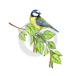 Blue tit bird on a birch tree branch. Watercolor painted illustration. Hand drawn cute tiny titmouse with yellow and