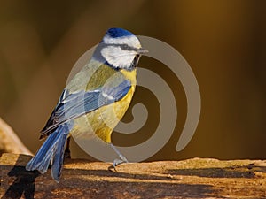 Blue tit bird