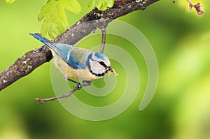 A blue tit bird with a caterpillar