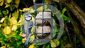 Blue tit bird close up perched on suet balls bird feeder