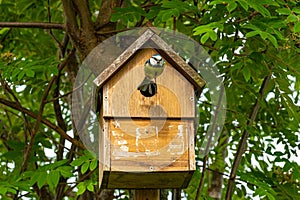 Blue tit bird, cyanistes caeruleus, about to fly from a nest box