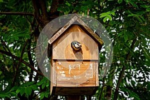 Blue tit bird, cyanistes caeruleus, about to fly from a nest box