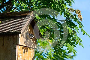 Blue tit bird, cyanistes caeruleus, about to fly from a nest box