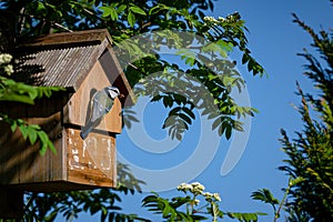 Blue tit bird, cyanistes caeruleus, visiting nest box with a small caterpillar for the female who incubates eggs