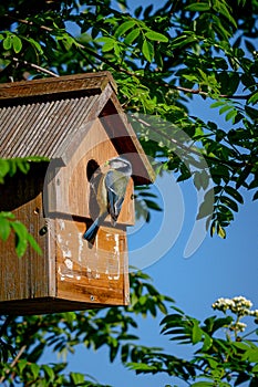 Blue tit bird, cyanistes caeruleus, visiting nest box with a small caterpillar for the female who incubates eggs