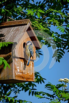 Blue tit bird, cyanistes caeruleus, visiting nest box with a small caterpillar for the female who incubates eggs