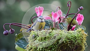 Blue tit bird eating in nature