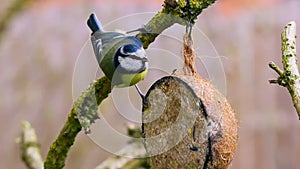 Blue tit bird eating from suet filled coconut bird feeder