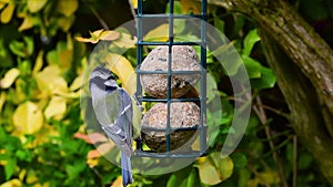 Blue tit bird eats seeds from suet fat balls.