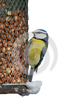 Blue tit bird on feeder