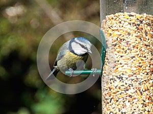 Blue tit on bird feeder
