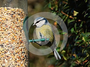 Blue tit on bird feeder